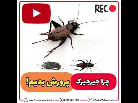  پرورش جیرجیرک چند نکته و اینکه چرا جیرجیرک پرورش بدیم