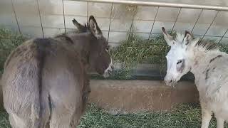 Dinner time at Gail's Mini-Donkey Ranch