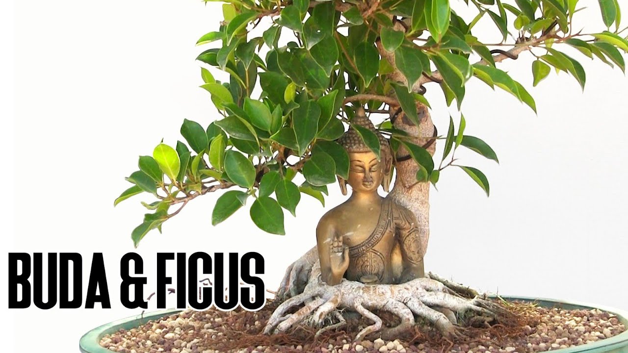 Ficus en Buda de bronce - Trasplante y Gran futuro