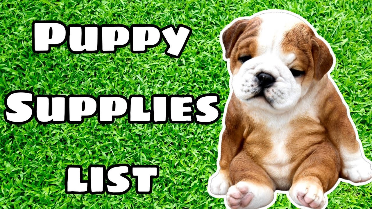 Ultimate English Bulldog Puppy Supplies List Everything You Need for a New Bulldog Puppy YouTube
