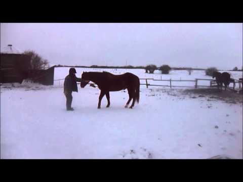 horse-retrieving-a-mitt-and-pylon-with-clicker-training