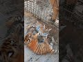 “Two Tiger Cubs Playing at the Zoo” 🐯🐯 #shorts #tiger