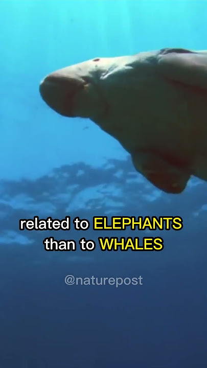 THE DUGONG