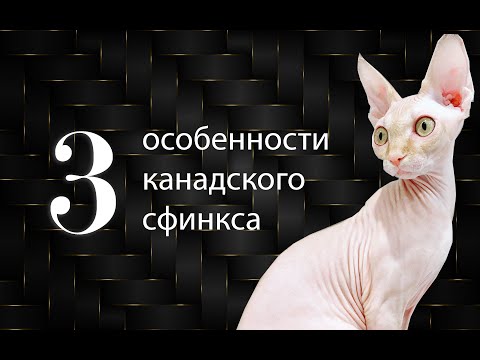 КАНАДСКИЙ СФИНКС ❤️ Особенности породы. Моя милая Принцесса Лея