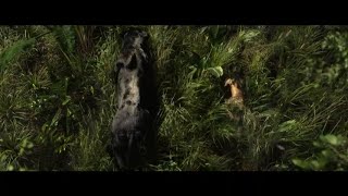Bagheera Message To All Hunters - Mowgli Legend Of The Jungle English Русский Russian
