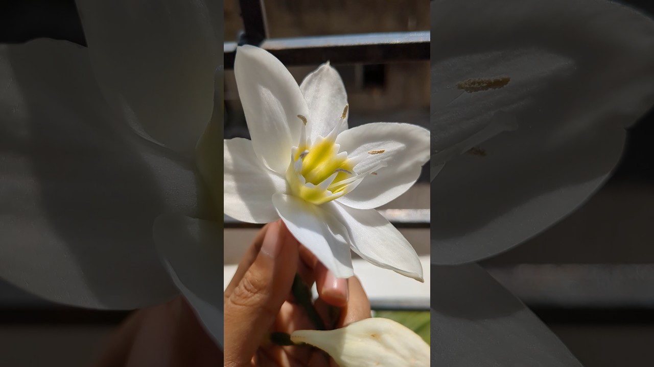 Eucharis Lily/Amazon Lily 💚