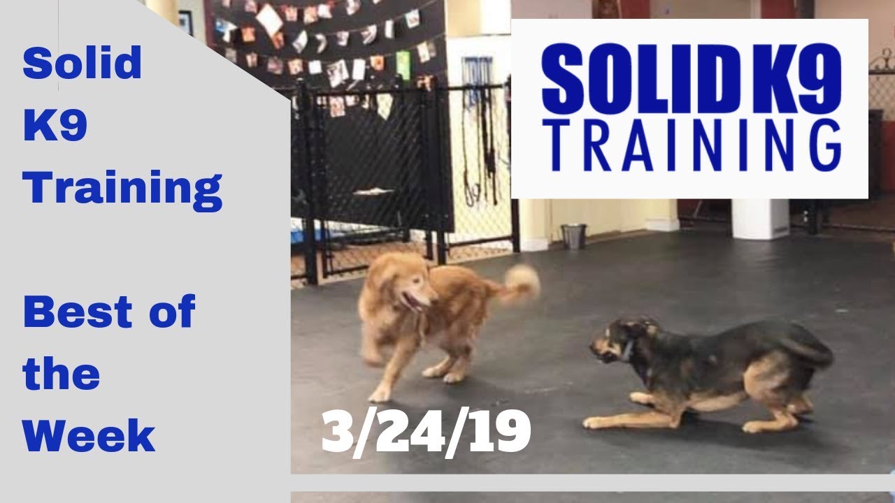 dog trainer in delhi Solid K9 Training Center Best of the Week 3/24/19