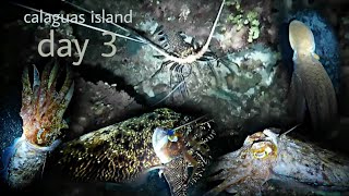 ep134, night spearfishing Philippines,day 3 calaguas island bakbakan nanaman,