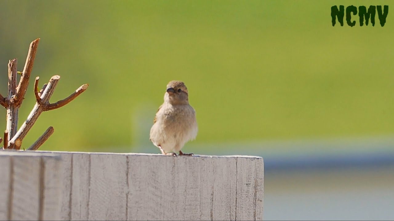 Desert sparrow | Full HD | NCMV