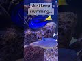 never give up... just keep swimming