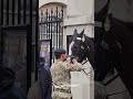 Brilliant Soldier Helps Remove Grass from Horse&#39;s Mouth