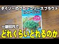【疑問】ダイソーのブロッコリースプラウト種！１袋60円でどれくらい収穫できるのか