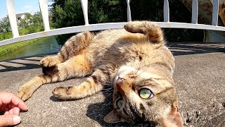 人懐っこいキジトラ猫が橋の縁でゴロンゴロンと甘えてきた