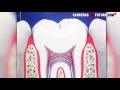 Odontología: Células madre