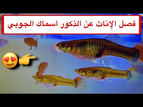 احواض اسماك الجوبي الجديده فصل الإناث عن الذكور  