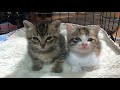 【3分間の激闘】仲良く並んだ子猫のキラちゃんミコちゃんが睡魔との戦う、勝つのは睡魔かそれともキラミコちゃん？結末はどうなるのか？【赤ちゃん猫】【保護猫】