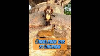 Egal, Um Welche Schafrasse Es Sich Handelt, Sie Sind Von Natur Aus Gute Kletterer