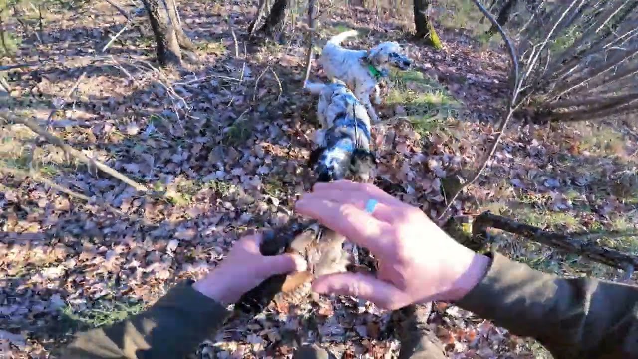 Caccia alla Beccaccia 2023...