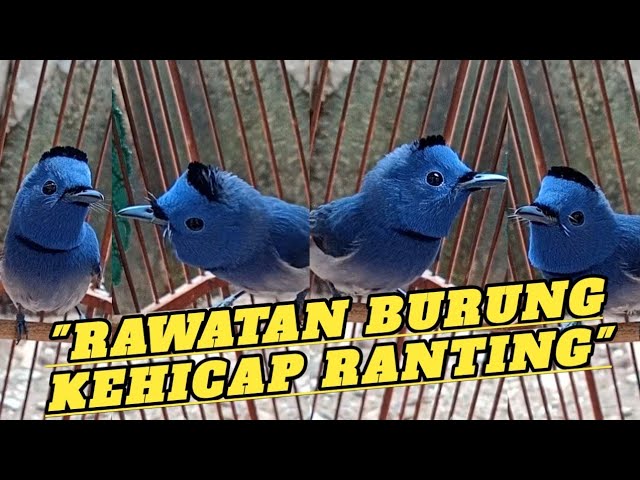 Rawatan Kehicap Ranting burung masteran harga recehan🐦🐦 class=