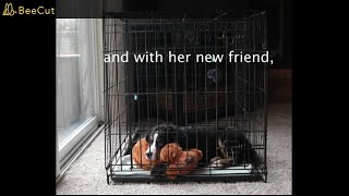 SmartPetLove Snuggle Puppy Behavioral Aid Toy