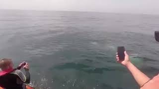 Killer whales spoted at Lisbon | Orcas na Caparica Almada