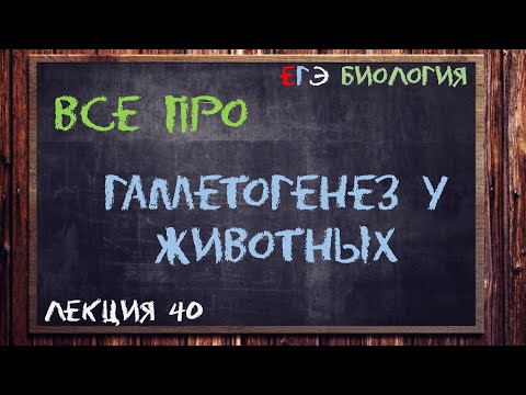 Л.41 | ГАМЕТОГЕНЕЗ У ЖИВОТНЫХ | ОБЩАЯ БИОЛОГИЯ ЕГЭ