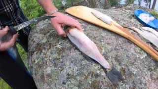How to Filet a BWCA Walleye