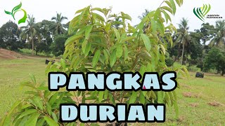 Pemangkasan Pokok DURIAN setahun