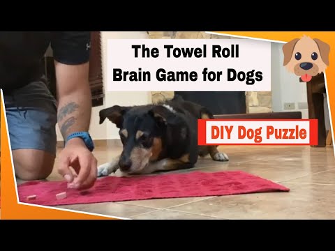 3 Nose Work Games For Dogs Made From Toilet Paper Rolls