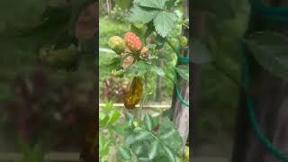 mini grapes plant #shorts #fruits #ytshorts #fyp #explore #garden #nature