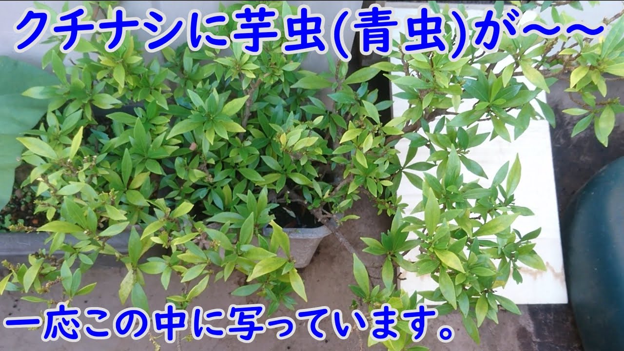 植木のクチナシに芋虫が トカゲにプレゼントしました Youtube