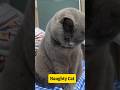 Funny Cat   #comedy #catcomedy