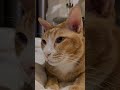 ผมน่าเกรงขามมั้ยคับบ 🥰🥰 #ทูน่า #แมวส้ม #แมวน่ารัก #แมวอ้วน #cat
