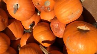 Pumpkin Patches and Pony RIde Live Streaming