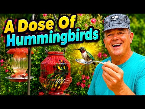 A Dose Of Hummingbirds