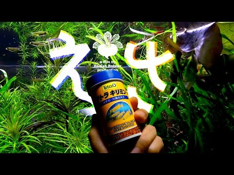 小型熱帯魚 うるさいエサやり 混泳水槽 Youtube
