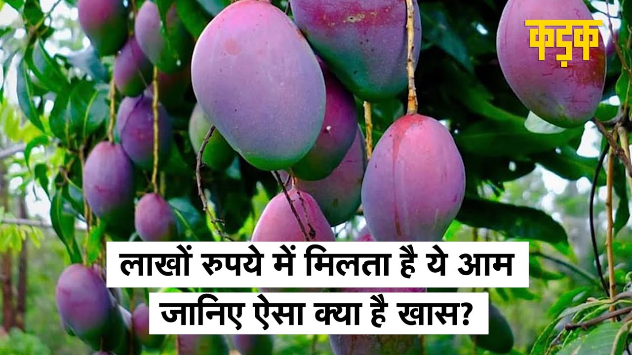 Jabalpur में Japani Mango की सुरक्षा में तैनात 4 गार्ड और 6 कुत्ते