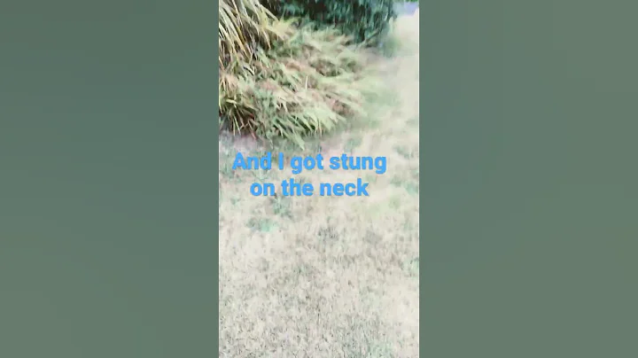 There is a massive wasp nest #shorts