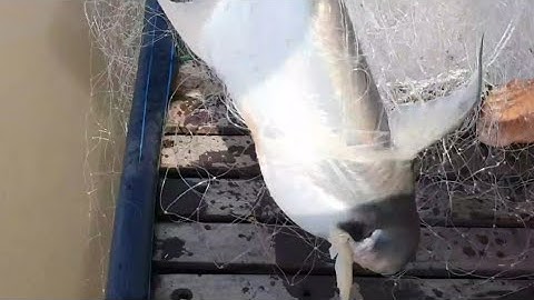 Cặp Cá Dồ Đém Khủng Đã Sa Vào Lưới Ngư Dân Sông Tiền () Giant Fish