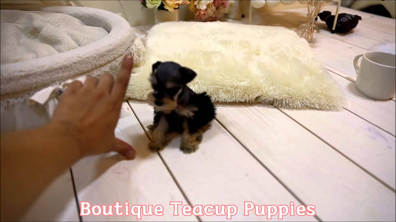 micro teacup schnauzer