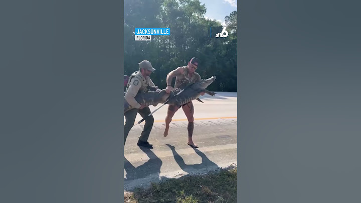 Barefoot gator-wrangler traps 8-foot gator along I-95 in Florida