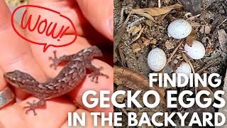 What Type Of Geckos Does Southern Australia Have? - Wildlife Wednesday Pete Ockleshaw