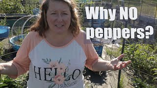 The surprising reason your peppers aren't producing. by Lorella - Plan Bee Orchard and Farm 415 views 1 year ago 2 minutes, 12 seconds