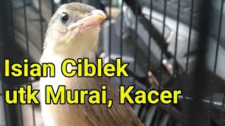 Isian Ciblek untuk Murai Kacer