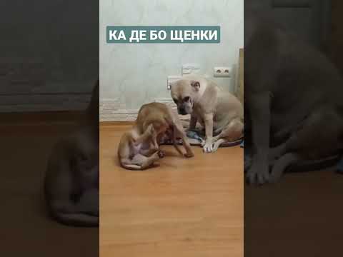 КА ДЕ БО ЩЕНКИ📲 89616562970