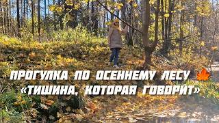 видео: 🍁Осень в лесах Эстонии — прогулка по золотому королевству природы картинка: 🍁Осень в лесах Эстонии — прогулка по золотому королевству природы