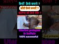 Uterine Prolapse In Buffalo L Vaginal Prolapse L Dr Umar Khan