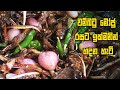 වම්බටු මෝජු රසට ඉක්මනින් හදන හැටි - WAMBATU MOJU | BRINJAL MOJU |