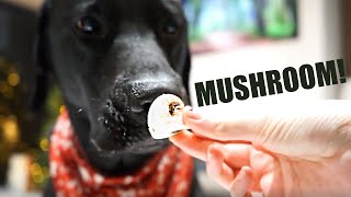 BLACK LABRADOR HATES MUSHROOMS!