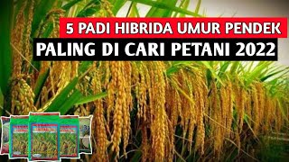 5 PADI HIBRIDA BERUMUR PENDEK HASIL MELIMPAH PALING DI CARI PETANI TAHUN 2022